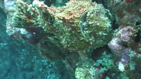 Mauimarinelife2 Stock Footage 106423327
