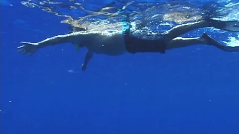 Mauimarinelife20 Stock Footage 106423464
