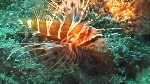 Mauimarinelife200 Stock Footage 106423855