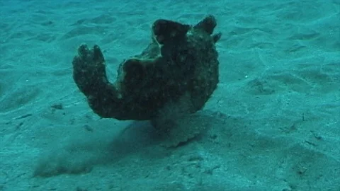 Mauimarinelife201 Stock Footage 106423884