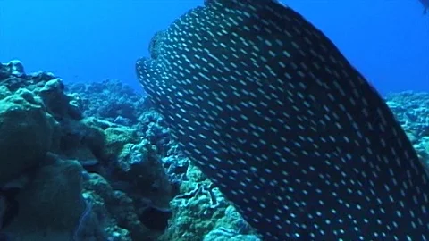 Mauimarinelife202 Video stock 106423876