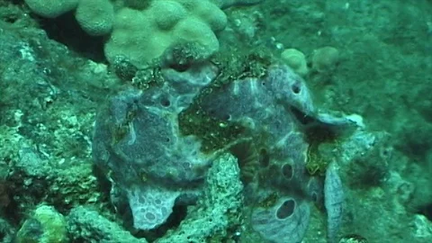 Mauimarinelife203 Stock Footage 106423856