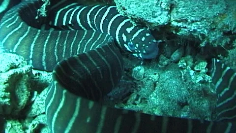 Mauimarinelife205 Stock Footage 106423944