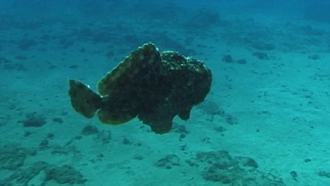 Mauimarinelife206 Video stock 106423956