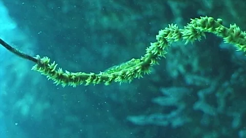 Mauimarinelife207 Stock Footage 106423917