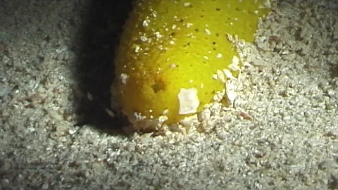 Mauimarinelife209 Stock Footage 106423937