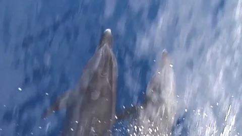 Mauimarinelife21 Stock Footage 106423451