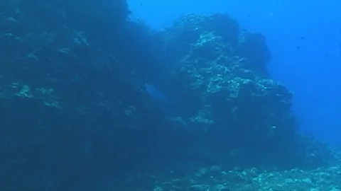 Mauimarinelife211 Stock Footage 106423966