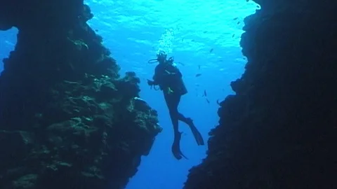 Mauimarinelife213 Stock Footage 106424011