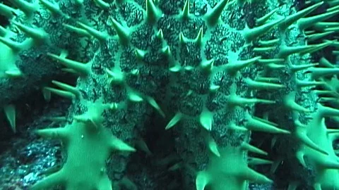 Mauimarinelife214 Video stock 106424006