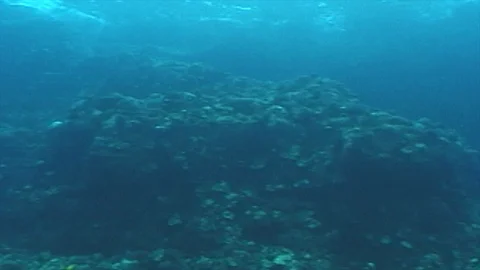 Mauimarinelife215 Stock Footage 106424093