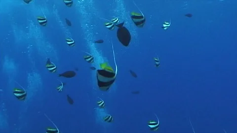 Mauimarinelife216 Stock Footage 106424021