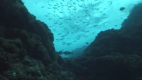 Mauimarinelife217 Stock Footage 106424050