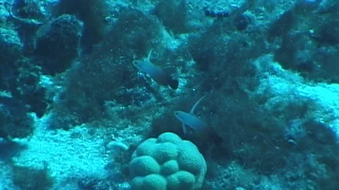 Mauimarinelife218 Stock Footage 106424077