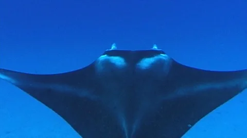 Mauimarinelife219 Video stock 106424175