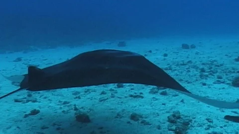 Mauimarinelife22 Stock Footage 106423459