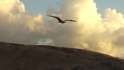 Mauimarinelife220 Stock Footage 106424079