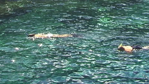 Mauimarinelife223 Stock Footage 106424194