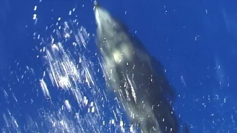 Mauimarinelife225 Stock Footage 106424161