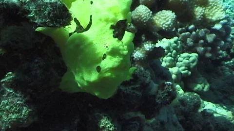 Mauimarinelife226 Stock Footage 106424199