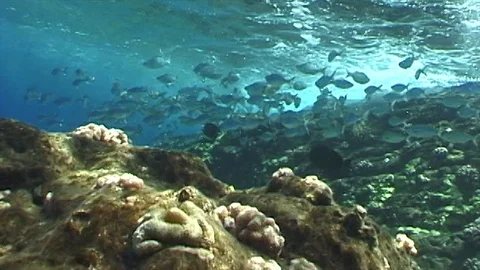 Mauimarinelife227 Stock Footage 106424236