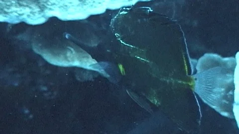 Mauimarinelife23 Stock Footage 106423460
