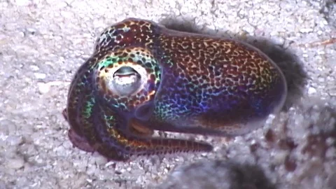 Mauimarinelife26 Video stock 106423468