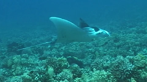 Mauimarinelife29 Video stock 106423485