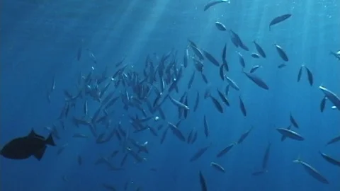 Mauimarinelife3 Stock Footage 106423336