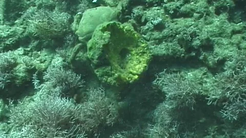 Mauimarinelife30 Stock Footage 106423486