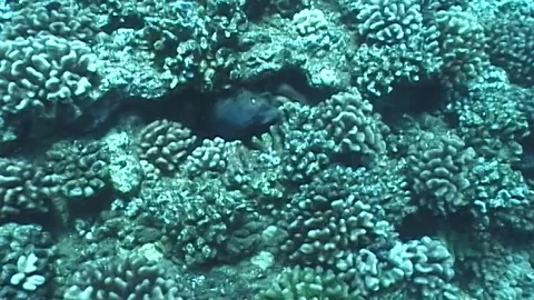 Mauimarinelife33 Stock Footage 106423508