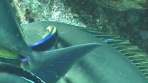 Mauimarinelife34 Stock Footage 106423514