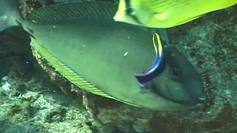 Mauimarinelife35 Stock Footage 106423513