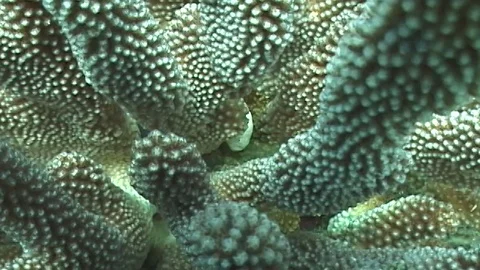 Mauimarinelife36 Video stock 106423509