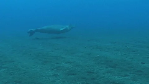 Mauimarinelife37 Stock Footage 106423518
