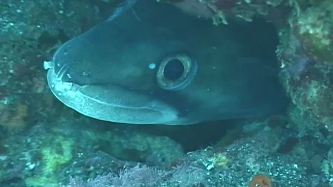 Mauimarinelife38 Video stock 106423554