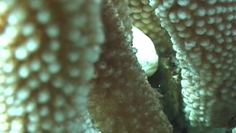 Mauimarinelife39 Stock Footage 106423521