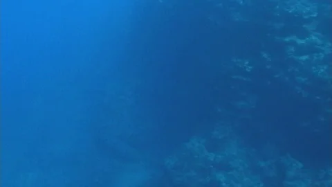 Mauimarinelife4 Stock Footage 106423379