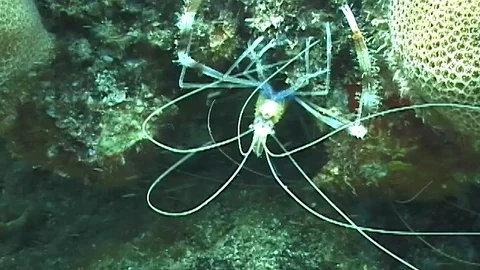 Mauimarinelife40 Stock Footage 106423516