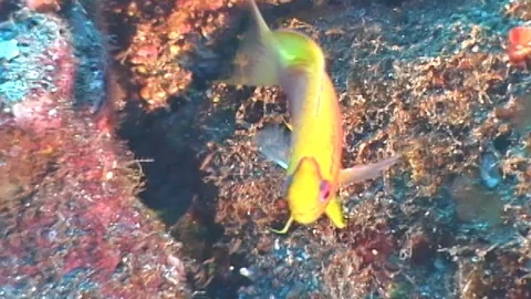 Mauimarinelife41 Stock Footage 106423523