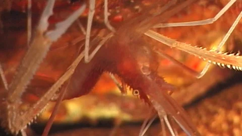 Mauimarinelife42 Stock Footage 106423532