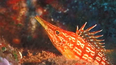 Mauimarinelife43 Stock Footage 106423530