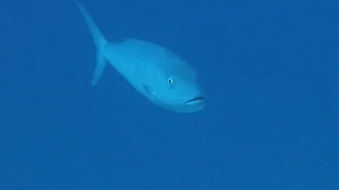 Mauimarinelife44 Stock Footage 106423531