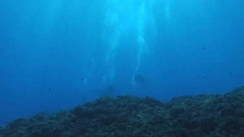 Mauimarinelife45 Stock Footage 106423533