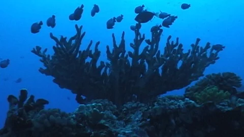 Mauimarinelife46 Stock Footage 106423545