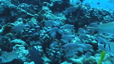 Mauimarinelife47 Stock Footage 106423553
