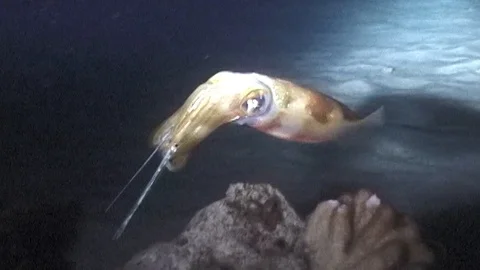 Mauimarinelife48 Video stock 106423600