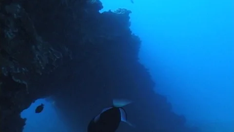 Mauimarinelife5 Stock Footage 106423348