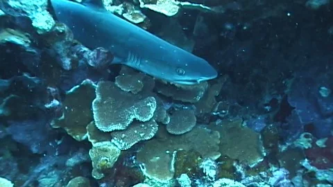 Mauimarinelife50 Stock Footage 106423563