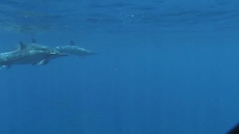 Mauimarinelife53 Stock Footage 106423567